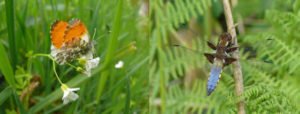 Vlinder links: oranjetipje ♂, Libelle: platbuik ♂ - foto’s: Nina de Vries